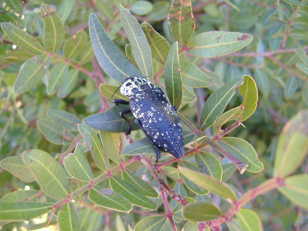 Capnodis tenebrionis e Capnodis cariosa